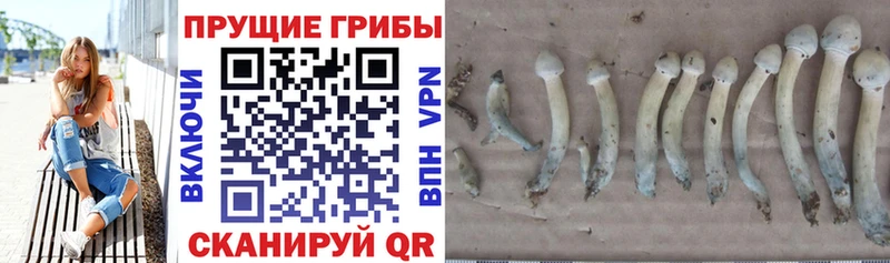 Галлюциногенные грибы мицелий Людиново