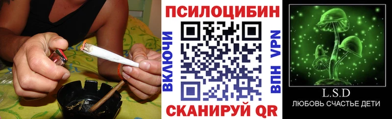 OMG как войти  Людиново  Псилоцибиновые грибы Psilocybine cubensis 