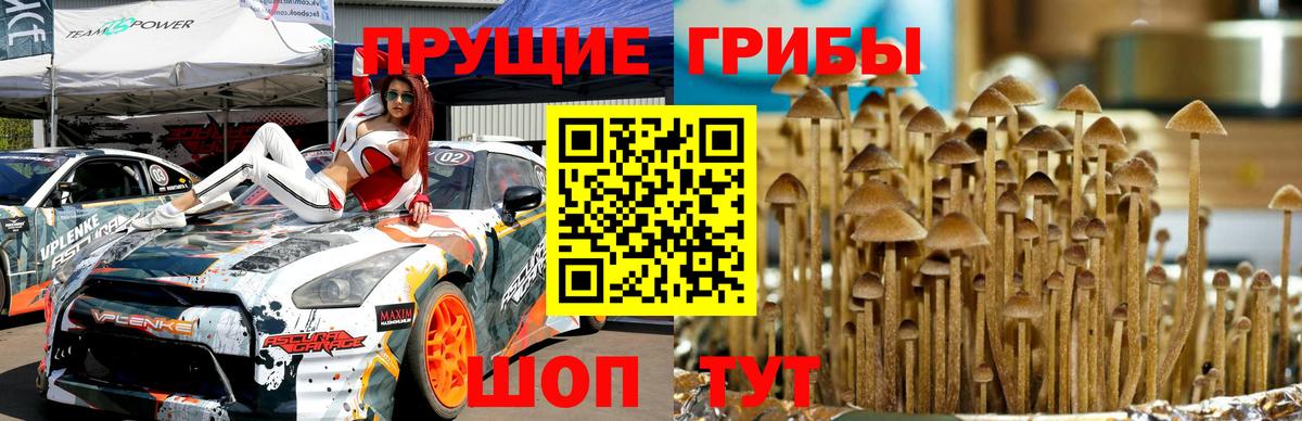 Псилоцибиновые грибы мицелий Людиново